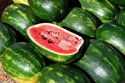 吃瓜食堂视频下载大全,一网打尽热门瓜料