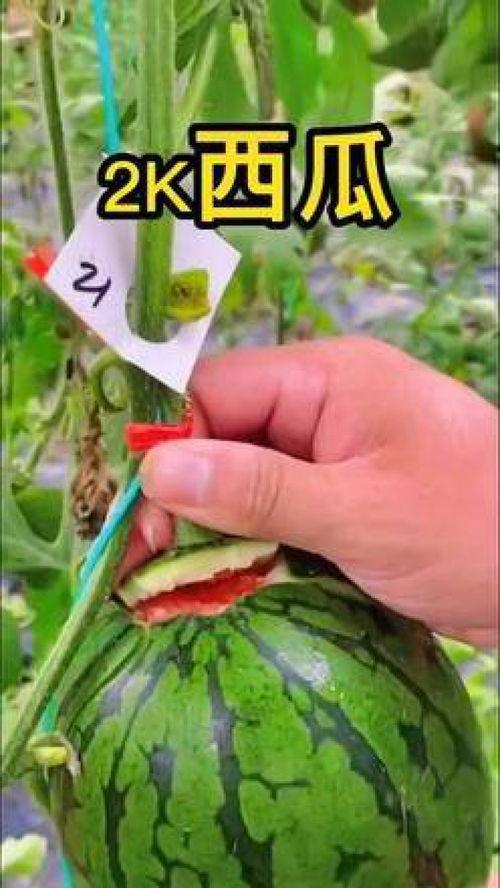 吃瓜带货搞笑视频大全集,带你领略欢乐无限 吃瓜带货搞笑视频大全集,带你领略欢乐无限