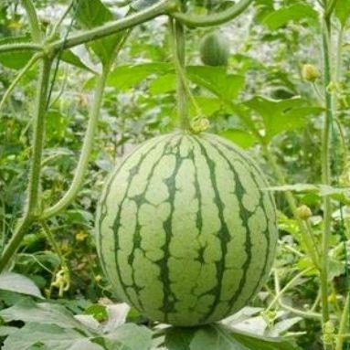 湖州吃瓜达人照片曝光视频,揭秘当地美食文化魅力