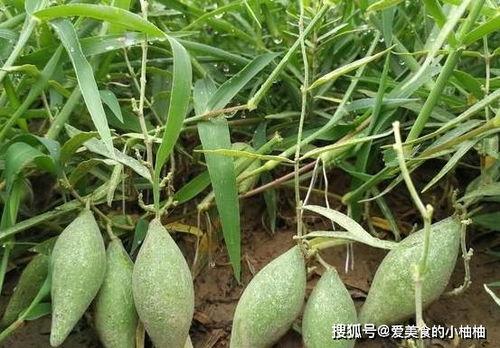 女孩可以吃地梢瓜吗视频,女孩适宜食用的健康美味蔬菜