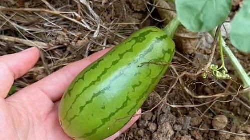 吃瓜原视频在哪里看,吃瓜原视频观看攻略，一网打尽热门资源