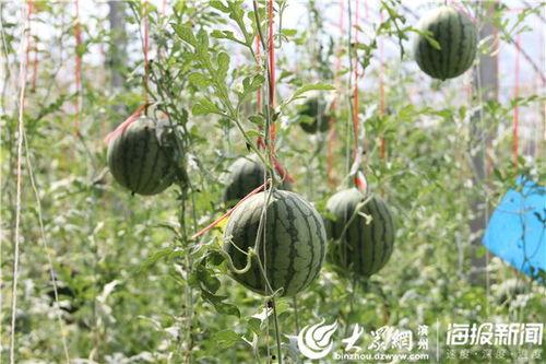 巨野谢苗苗吃瓜视频,揭秘幕后故事