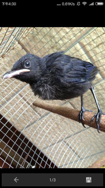 黑守瓜能给鸟吃吗视频,鸟类餐桌上的天然美食？