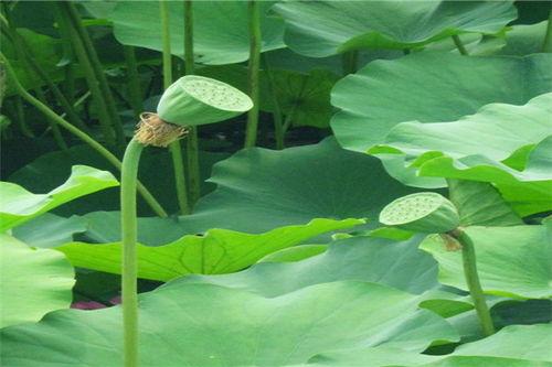 秋瓜里面有虫可以吃吗视频,可食用虫子还是健康隐患？