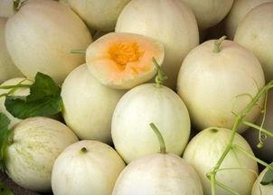 一岁可以吃白兰瓜吗视频,白兰瓜的适宜引入时间揭秘